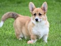 velski-korgiwelsh-corgi-pembroke-small-1