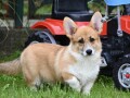 velski-korgiwelsh-corgi-pembroke-small-2