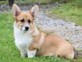 velski-korgiwelsh-corgi-pembroke-small-3