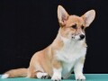 velski-korgiwelsh-corgi-pembroke-small-0