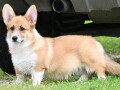 velski-korgiwelsh-corgi-pembroke-small-4