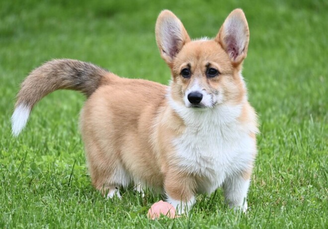 velski-korgiwelsh-corgi-pembroke-big-1