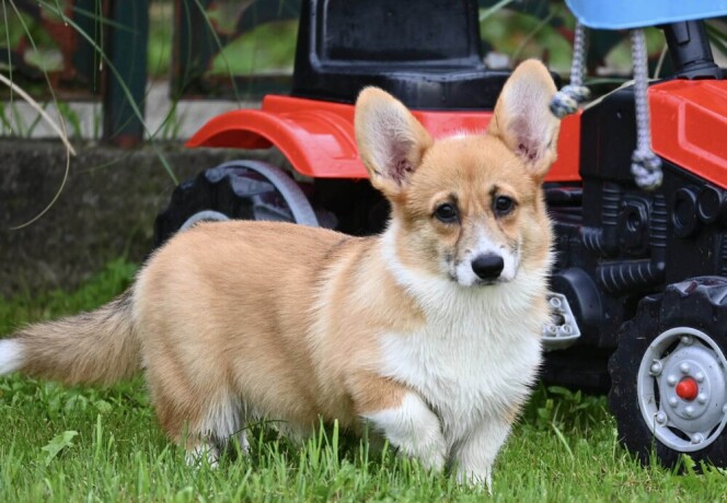 velski-korgiwelsh-corgi-pembroke-big-2