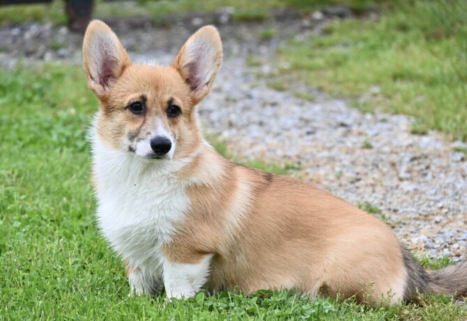 velski-korgiwelsh-corgi-pembroke-big-3