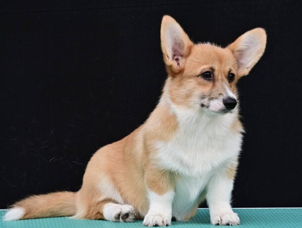 velski-korgiwelsh-corgi-pembroke-big-0