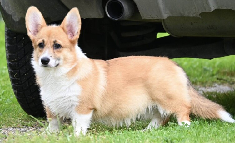 velski-korgiwelsh-corgi-pembroke-big-4