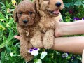goldendoodle-f1-small-0