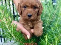 goldendoodle-f1-small-2