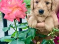 labradoodle-f1-small-3