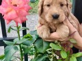 labradoodle-f1-small-2