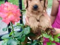 labradoodle-f1-small-1