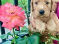 labradoodle-f1-small-4