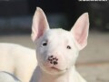 mini-bull-terrier-small-1