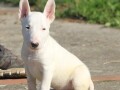 mini-bull-terrier-small-2