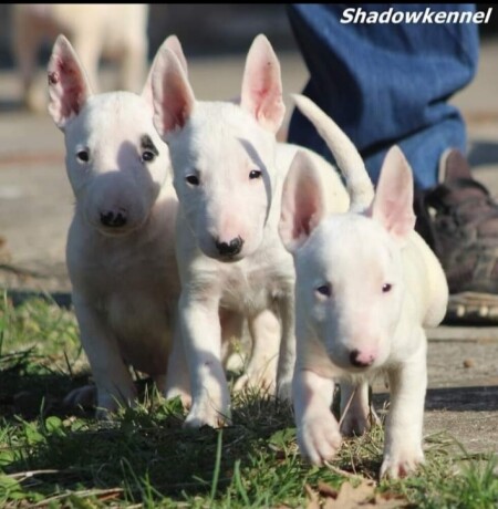 mini-bull-terrier-big-4