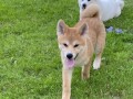 akita-inu-stenci-small-3