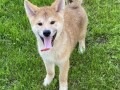 akita-inu-stenci-small-1