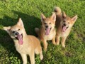 akita-inu-stenci-small-4