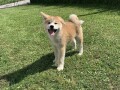 akita-inu-stenci-small-0