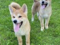 akita-inu-stenci-small-2