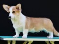 velski-korgiwelsh-corgi-pembroke-small-4