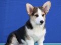 velski-korgiwelsh-corgi-pembroke-small-2