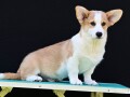 velski-korgiwelsh-corgi-pembroke-small-3