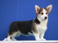 velski-korgiwelsh-corgi-pembroke-small-0