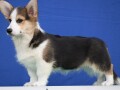 velski-korgiwelsh-corgi-pembroke-small-1