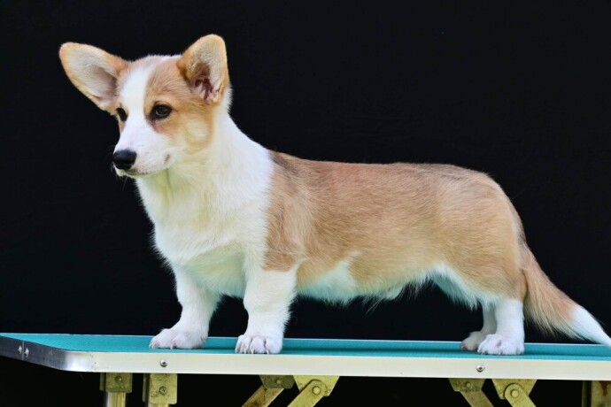 velski-korgiwelsh-corgi-pembroke-big-4