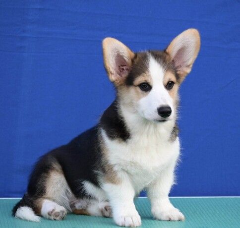 velski-korgiwelsh-corgi-pembroke-big-2