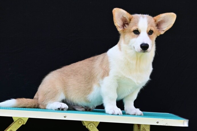 velski-korgiwelsh-corgi-pembroke-big-3