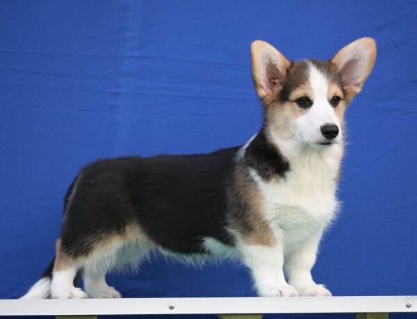 velski-korgiwelsh-corgi-pembroke-big-0