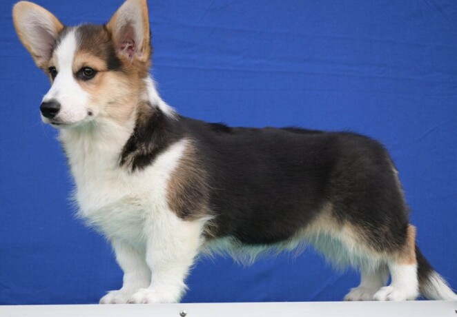 velski-korgiwelsh-corgi-pembroke-big-1