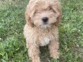 maltipoo-stenci-small-2