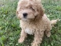 maltipoo-stenci-small-3