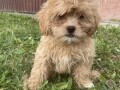 maltipoo-stenci-small-4