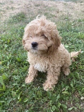 maltipoo-stenci-big-3