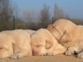 labrador-retriver-small-2