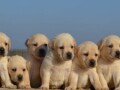 labrador-retriver-small-4