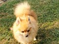 pomeranski-spic-small-0