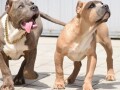 american-bully-xxl-small-1