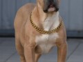 american-bully-xxl-small-0