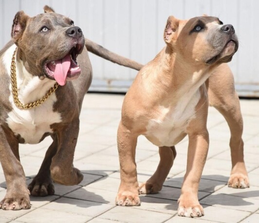 american-bully-xxl-big-1