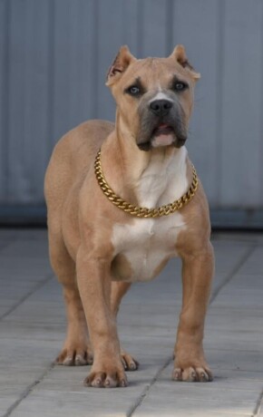 american-bully-xxl-big-0