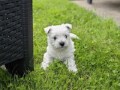 westie-terijer-small-3