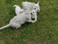 westie-terijer-small-4