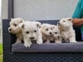 westie-terijer-small-0