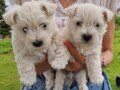 westie-terijer-small-1