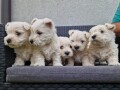 westie-terijer-small-2